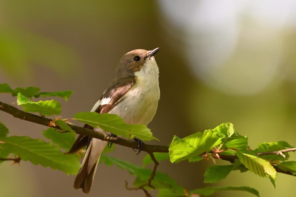 pied flycatcher, sunrise, songbird